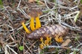 Yellowfoot, Cantharellus tubaeformis growing beside fir cone Royalty Free Stock Photo