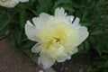 Closeup of yellowish white flower of peony in May Royalty Free Stock Photo