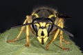 Closeup of a Yellowjacket perched on a leaf