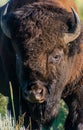 Closeup of a yellowstone bison on a meadow Royalty Free Stock Photo