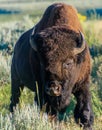 Closeup of a yellowstone bison on a meadow Royalty Free Stock Photo