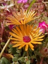 Closeup of yellowy-orange Livingstone daisies. Royalty Free Stock Photo