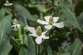 Closeup Yerba mansa flowers and foliage