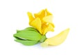 Ylang-Ylang flower,Yellow fragrant flower on white background.