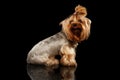 Closeup Yorkshire Terrier Dog Showing tongue on Black Mirror Royalty Free Stock Photo