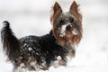 Yorkshire-Terrier