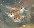 Close up of young Xenopus laevis II Royalty Free Stock Photo