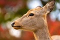 Closeup of young baby deer fawn head and face, in nature, autumn orange red trees in background Royalty Free Stock Photo