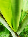 Close up of young banana leaf