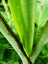 Close up of young banana leaf