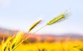 Closeup of young barely plant on field in Germany Royalty Free Stock Photo