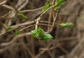 Closeup of young blooming leaf bud on branch of maple tree, tender shoots of fresh greenery, spring nature awakening Royalty Free Stock Photo