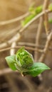 Closeup of young blooming leaf bud on branch of maple tree under sunlight, spring nature awakening Royalty Free Stock Photo