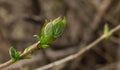 Closeup of young blooming leaf bud on maple tree with copy space, spring nature awakening Royalty Free Stock Photo