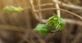 Closeup of young blooming leaf bud on maple tree with copy space, spring nature awakening Royalty Free Stock Photo