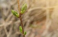 Closeup of young blooming leaf bud on maple tree with copy space, spring nature awakening Royalty Free Stock Photo