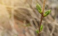 Closeup of young blooming leaf bud on maple tree with copy space, spring nature awakening Royalty Free Stock Photo