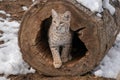 A closeup of a bobcat peaking out of a hollow tree log Royalty Free Stock Photo