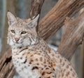 A closeup of a bobcat standing in front of fallen tree branches Royalty Free Stock Photo