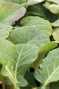 Closeup of young broccoli seedling leaves in spring