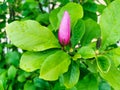 Closeup of a young bud of pink magnolia on a natural background. Macro, flower and young leaves of pink magnolia. Royalty Free Stock Photo