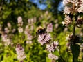 Closeup of a young bumblebee on a mint flower.