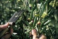 Harvesting olives in Spain