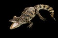 Closeup Young Cayman Crocodile, Reptile with waved tail Isolated Black