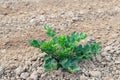 Organically grown celeriac plant in recntly crumbled clay