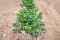 Organically grown celeriac plants in a row Royalty Free Stock Photo