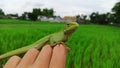 Closeup of A young chameleon green lizard