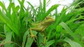 Closeup of A young chameleon green lizard