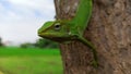 Closeup of A young chameleon green lizard