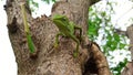 Closeup of A young chameleon green lizard