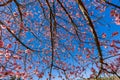 Closeup of young cherry blossoms with blue sky