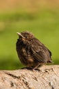 Closeup of young common blackbird Royalty Free Stock Photo