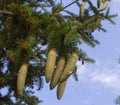 Closeup of young cones of spruce tree over August sky