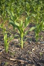 Closeup of Young Corn Stalk