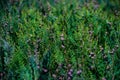 Closeup of young Cupressaceae