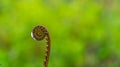 Closeup of young curly fern bud Royalty Free Stock Photo