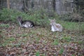 Closeup of young Deer and Doe Resting In The Forest. Royalty Free Stock Photo