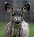 Closeup of a young deer fawn with shaggy coat Royalty Free Stock Photo