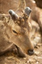 Closeup of a young deer with new horns Royalty Free Stock Photo