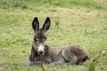 A young donkey lying in a green pasture