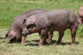Closeup of a young duroc pigs on the meadow