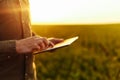 Closeup of young farmer`s hands holding a tablet and checking the progress of the harvest at the green wheat field on the sunset. Royalty Free Stock Photo