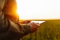 Closeup of young farmer`s hands holding a tablet and checking the progress of the harvest at the green wheat field on the sunset. Royalty Free Stock Photo