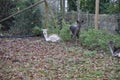 Female fallow deer in autumn in Germany.White Tail Deer Autumn. Royalty Free Stock Photo