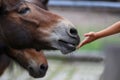 Closeup of a young female feeding a horse with grass Royalty Free Stock Photo