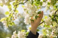 Closeup young female hand touches blossoming apple tree with pink flowers in a garden Royalty Free Stock Photo